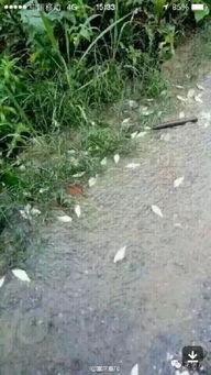 重庆大雨网最新爆料新闻,市区多处积水，最新爆料直击现场