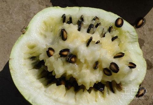 五九天吃籽瓜,传统美食的新篇章