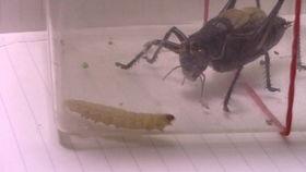 蝈蝈吃苏格兰角瓜视频,视频记录自然界的和谐共生