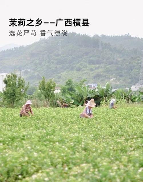 飘雪头条,聚焦冬日浪漫，探寻雪中故事